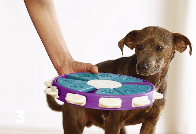 Dog educational toys-shopluxelook.store